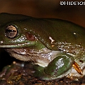 Common Green Treefrog in Goomboora Park<br />Canon EOS 7D + EF70-200 F4L IS +EF1.4xII<br />